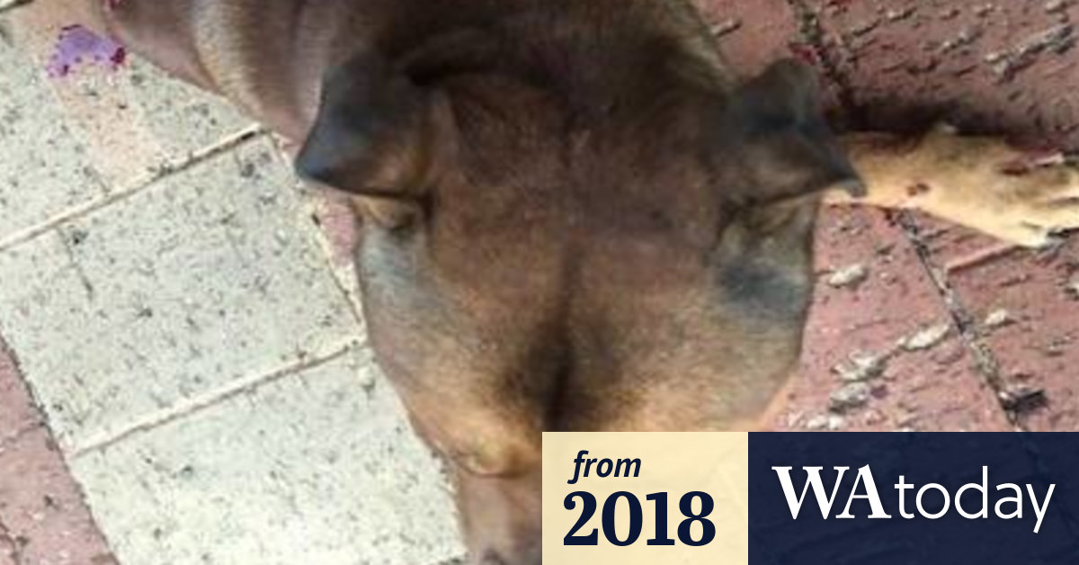 Animal cruelty RSPCA releases heartbreaking photos of mutilated dog